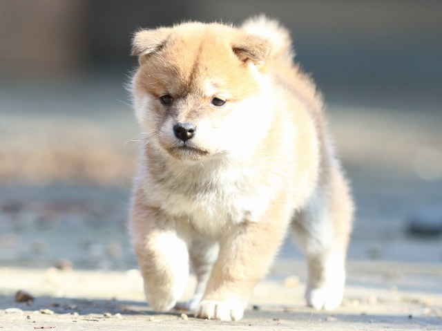 FP5A0357-puppy FP5A0357-puppy