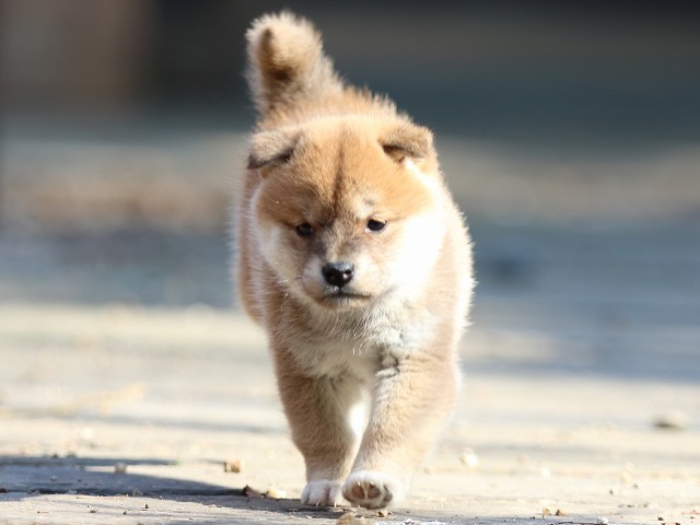 FP5A0365-puppy FP5A0365-puppy