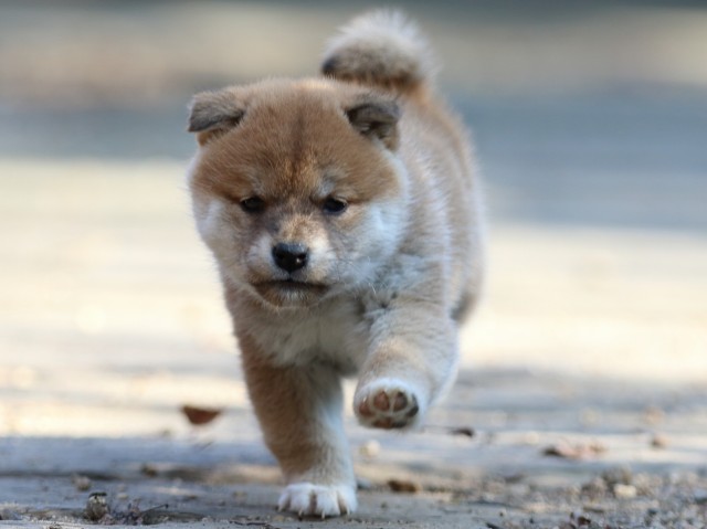 FP5A0370-puppy FP5A0370-puppy