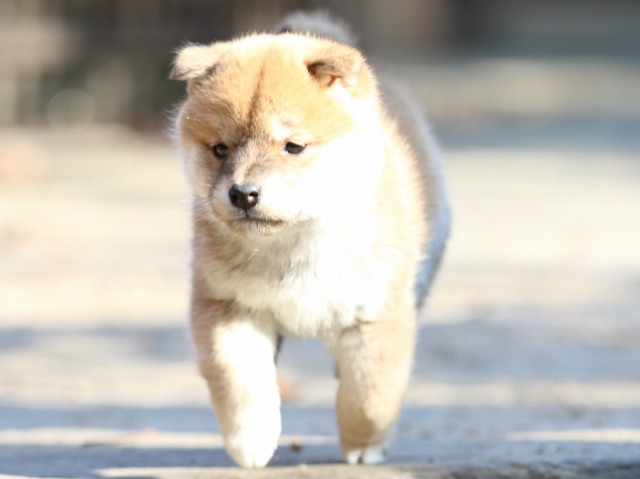 FP5A0373-puppy FP5A0373-puppy