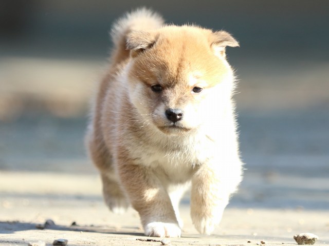 FP5A0388-puppy FP5A0388-puppy