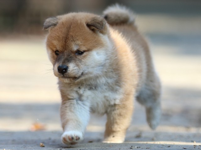 FP5A0405-puppy FP5A0405-puppy