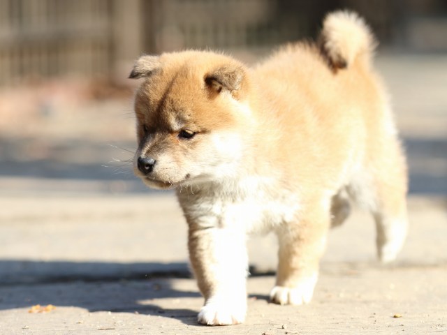 FP5A0408-puppy FP5A0408-puppy