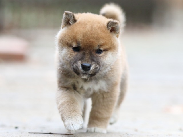 FP5A0433-puppy FP5A0433-puppy