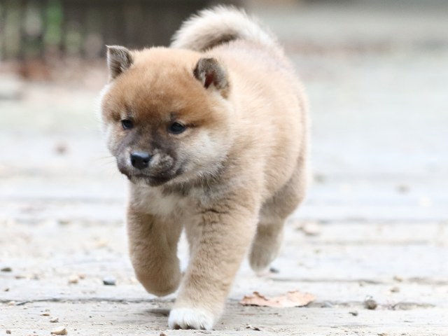 FP5A0456-puppy FP5A0456-puppy