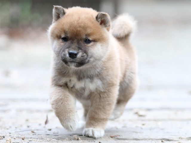FP5A0510-puppy FP5A0510-puppy