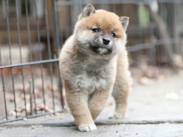 FP5A0540-puppy FP5A0540-puppy
