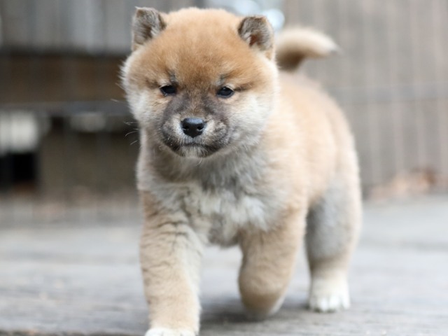 FP5A0549-puppy FP5A0549-puppy