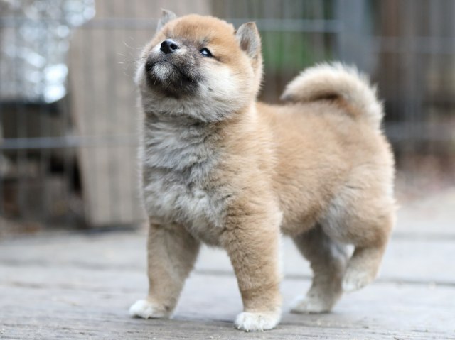 FP5A0578-puppy FP5A0578-puppy