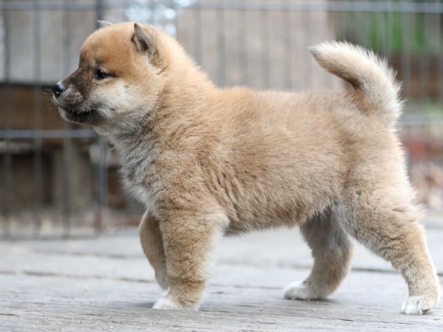 FP5A0581-puppy FP5A0581-puppy