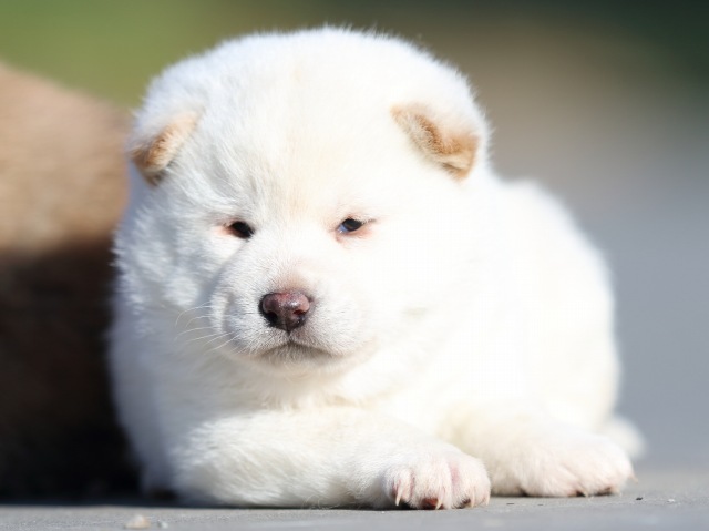 FP5A0818-puppy FP5A0818-puppy