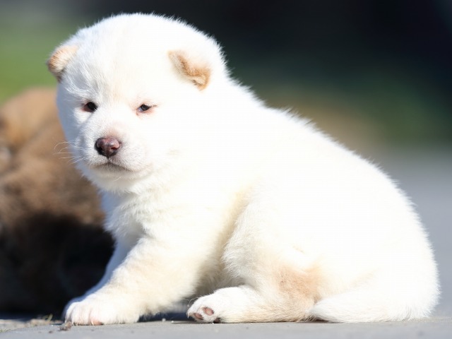 FP5A0840-puppy FP5A0840-puppy