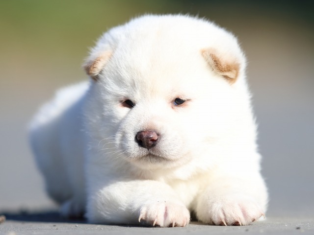 FP5A0863-puppy FP5A0863-puppy