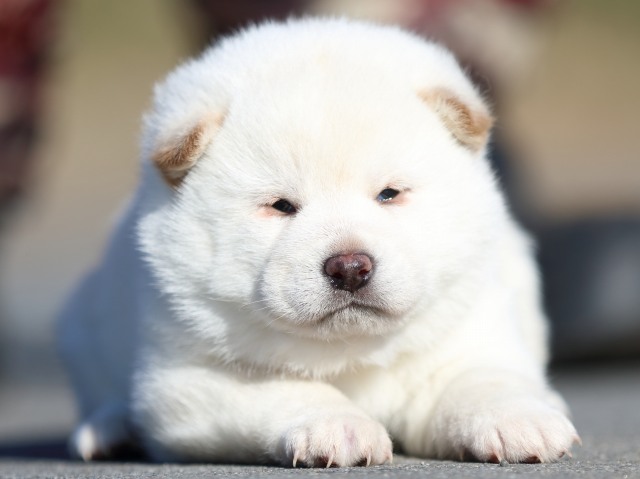 FP5A0873-puppy FP5A0873-puppy
