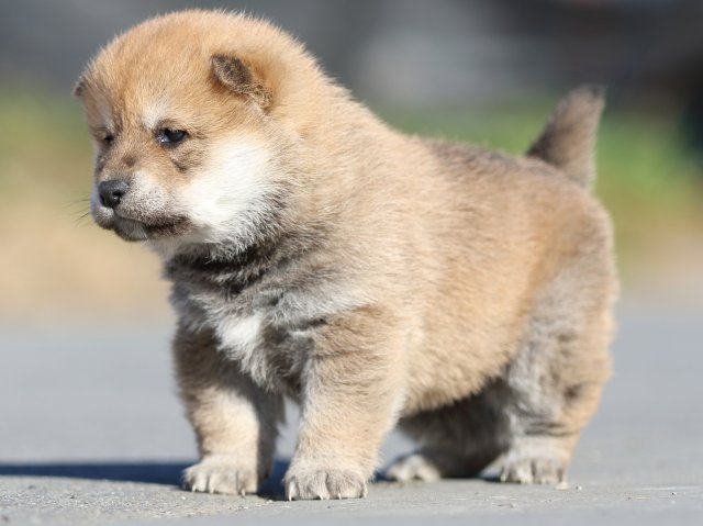 FP5A0937-puppy FP5A0937-puppy