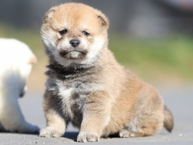 FP5A0965-puppy FP5A0965-puppy