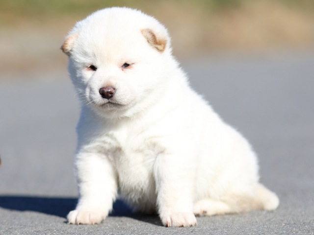 FP5A0998-puppy FP5A0998-puppy