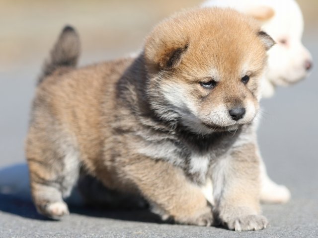 FP5A1002-puppy FP5A1002-puppy