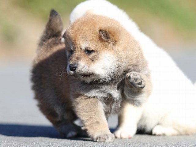 FP5A1014-puppy FP5A1014-puppy