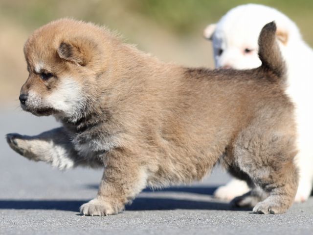 FP5A1019-puppy FP5A1019-puppy