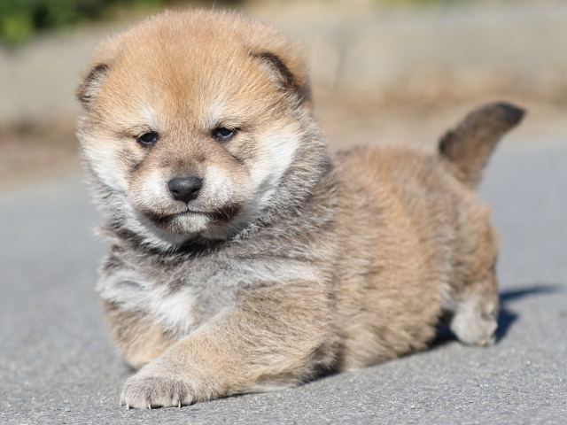 FP5A1038-puppy FP5A1038-puppy