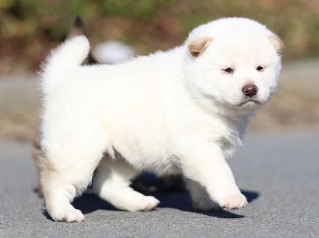 FP5A1065-puppy FP5A1065-puppy