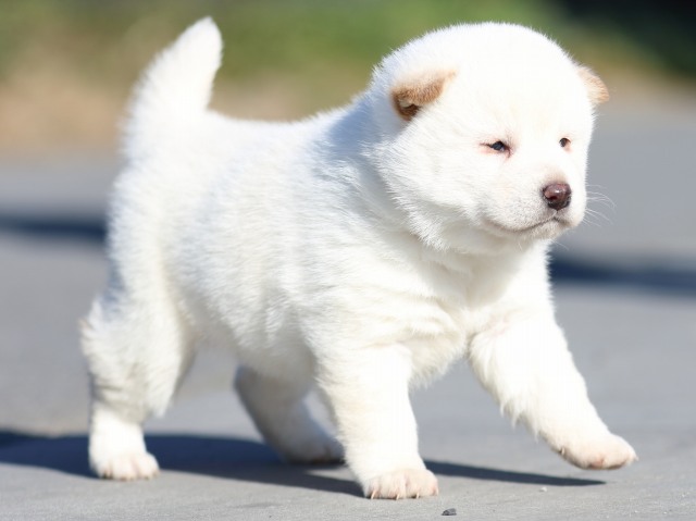FP5A1074-puppy FP5A1074-puppy