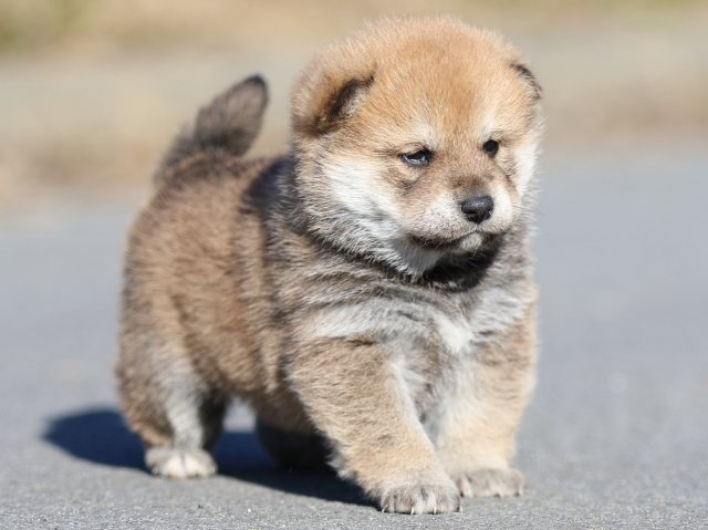 FP5A1081-puppy FP5A1081-puppy