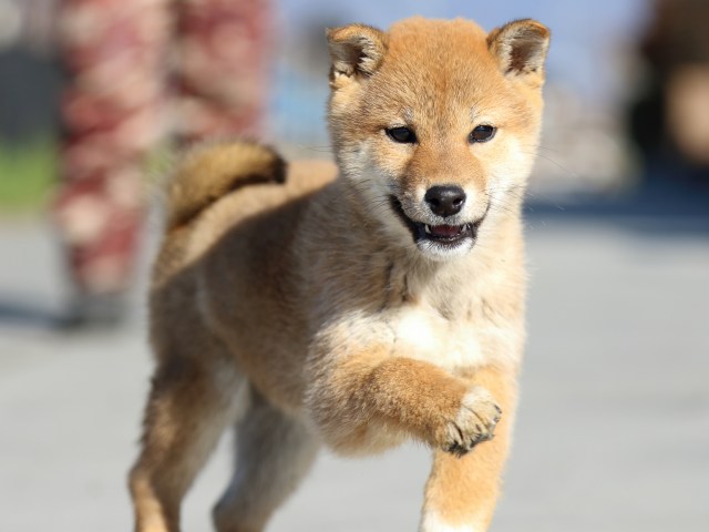 FP5A1585-puppy FP5A1585-puppy