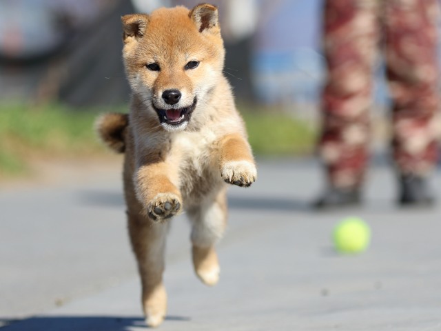 FP5A1601-puppy FP5A1601-puppy