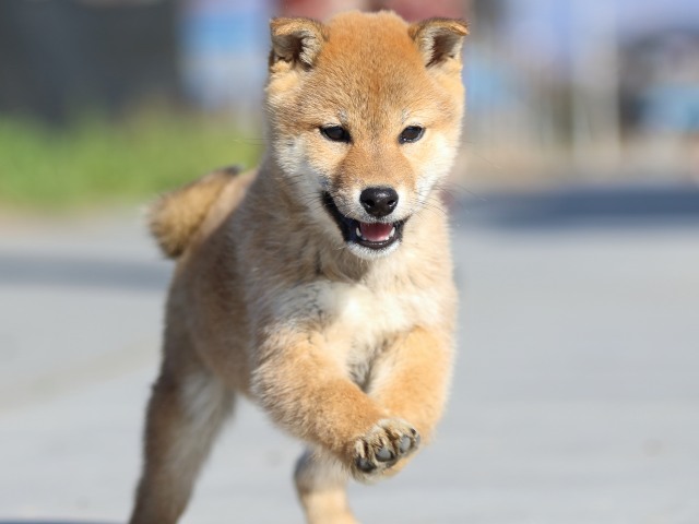 FP5A1639-puppy FP5A1639-puppy