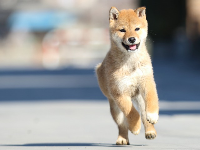 FP5A1673-puppy FP5A1673-puppy