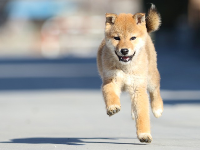 FP5A1675-puppy FP5A1675-puppy