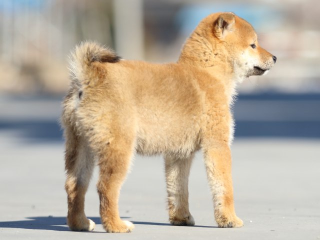 FP5A1687-puppy FP5A1687-puppy