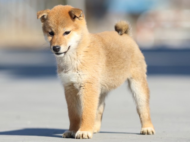 FP5A1698-puppy FP5A1698-puppy