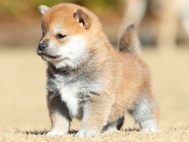 FP5A2030-puppy FP5A2030-puppy