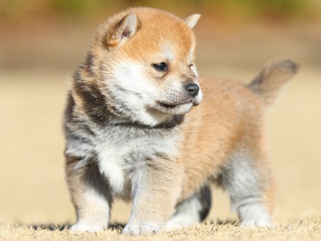 FP5A2034-puppy FP5A2034-puppy