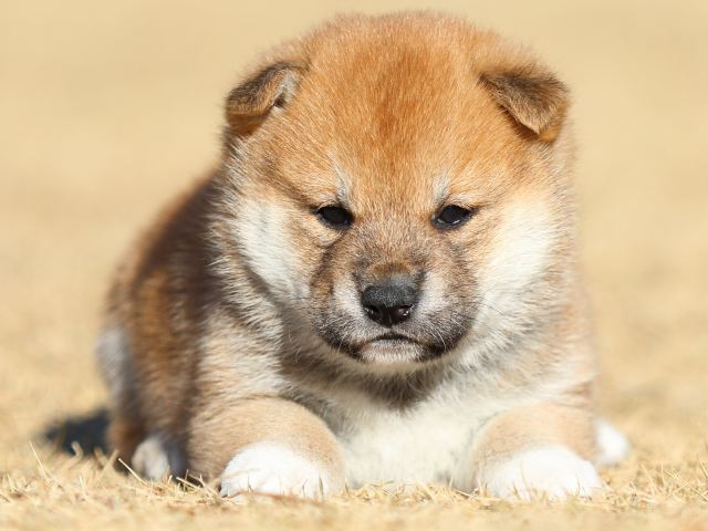 FP5A2057-puppy FP5A2057-puppy