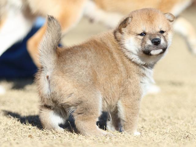 FP5A2071-puppy FP5A2071-puppy