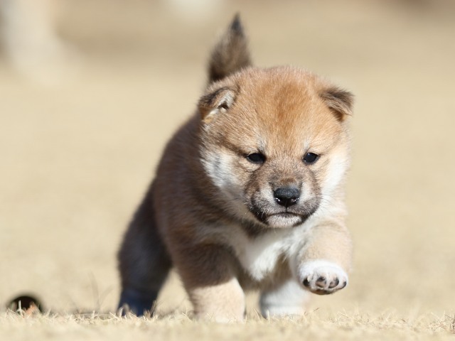 FP5A2088-puppy FP5A2088-puppy