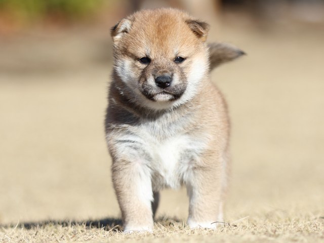 FP5A2103-puppy FP5A2103-puppy