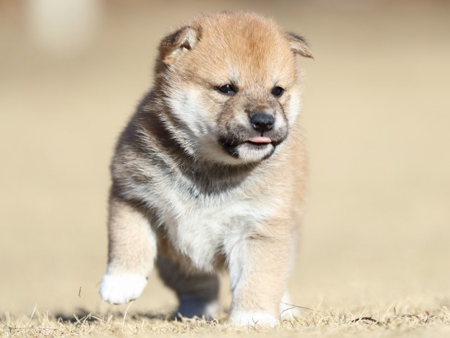 FP5A2108-puppy FP5A2108-puppy