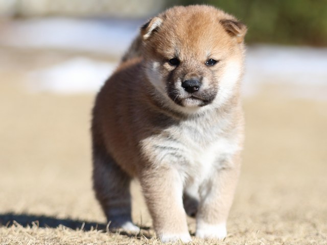 FP5A2131-puppy FP5A2131-puppy