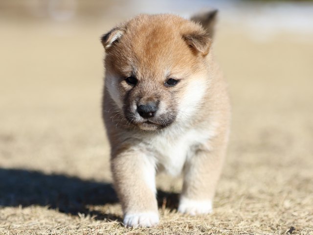 FP5A2137-puppy FP5A2137-puppy