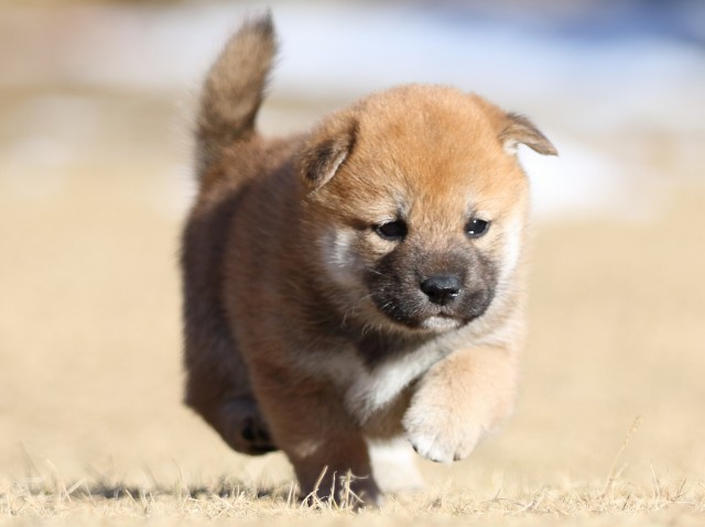 FP5A2161-puppy FP5A2161-puppy