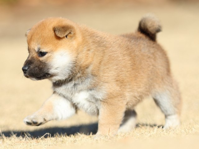FP5A2174-puppy FP5A2174-puppy