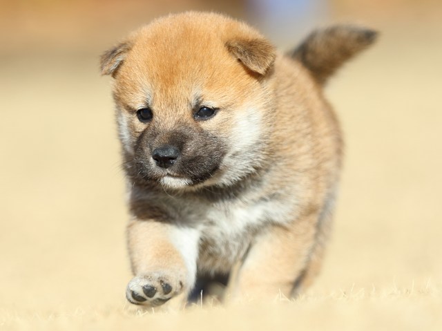 FP5A2181-puppy FP5A2181-puppy
