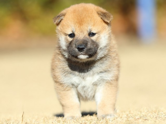 FP5A2192-puppy FP5A2192-puppy