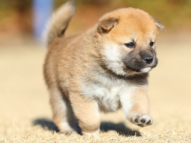 FP5A2201-puppy FP5A2201-puppy