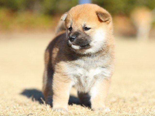 FP5A2210-puppy FP5A2210-puppy